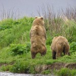 kodiak-bears-on-thumb
