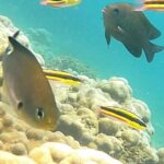 tours-de-esnorquel-explora-la-vida-submarina-en-arrecifes-de-coral