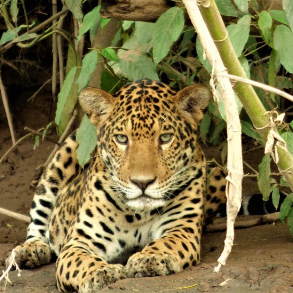 Tours de observación de jaguares: vive la esencia de la selva