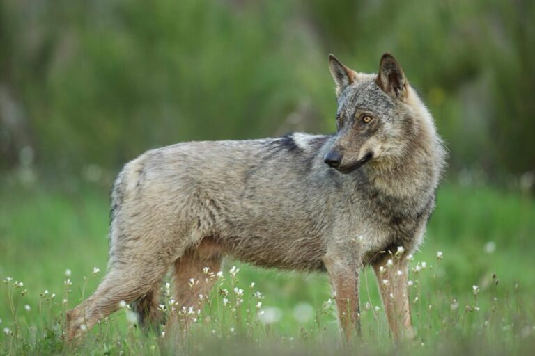 Tours de observación de lobos ibéricos: encuentros fascinantes en su hábitat